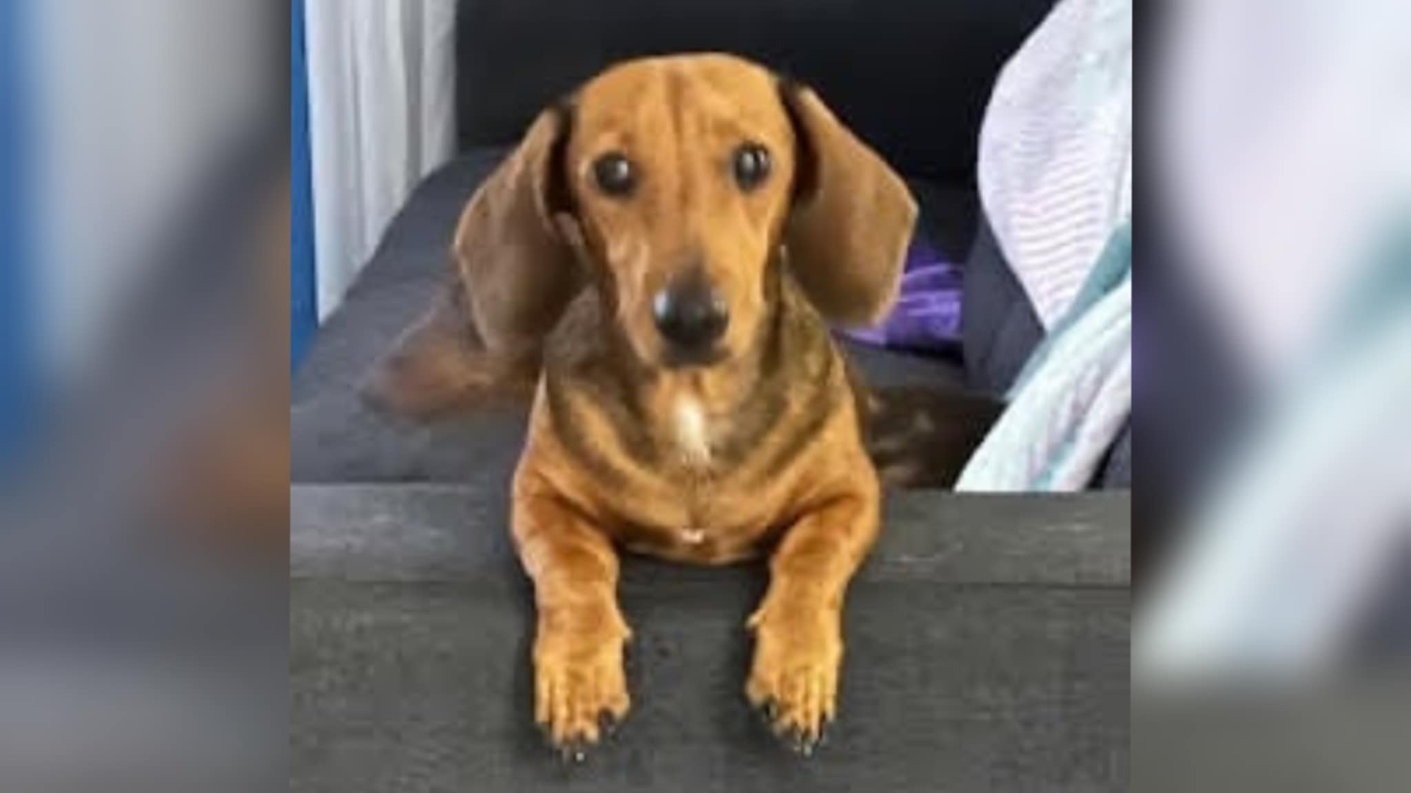 Poppy - 1yr 10m - Red  smooth female - DOB - 13/07/23 - 6kg