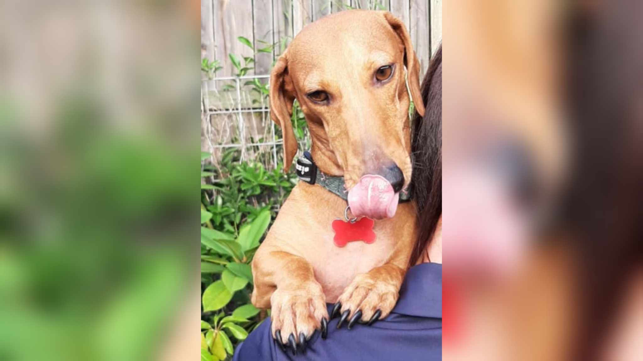 Slinky - 5yrs - Red Smooth Male - DOB - 14/05/20 - 9.4kg
