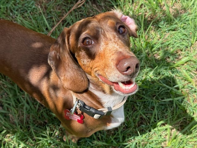 Sarge - 4yrs - Chocolate Dapple Smooth Male - DOB -31/12/20 - 8.5kg