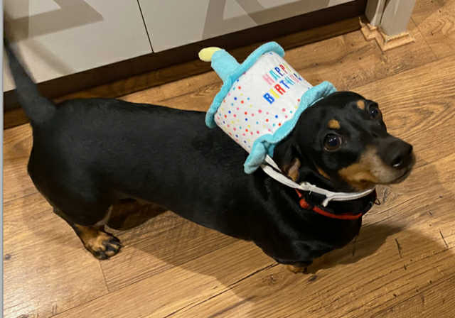 Arnold - 5 yrs - Black and Tan Smooth - DOB -25/03/20 - 7kg
