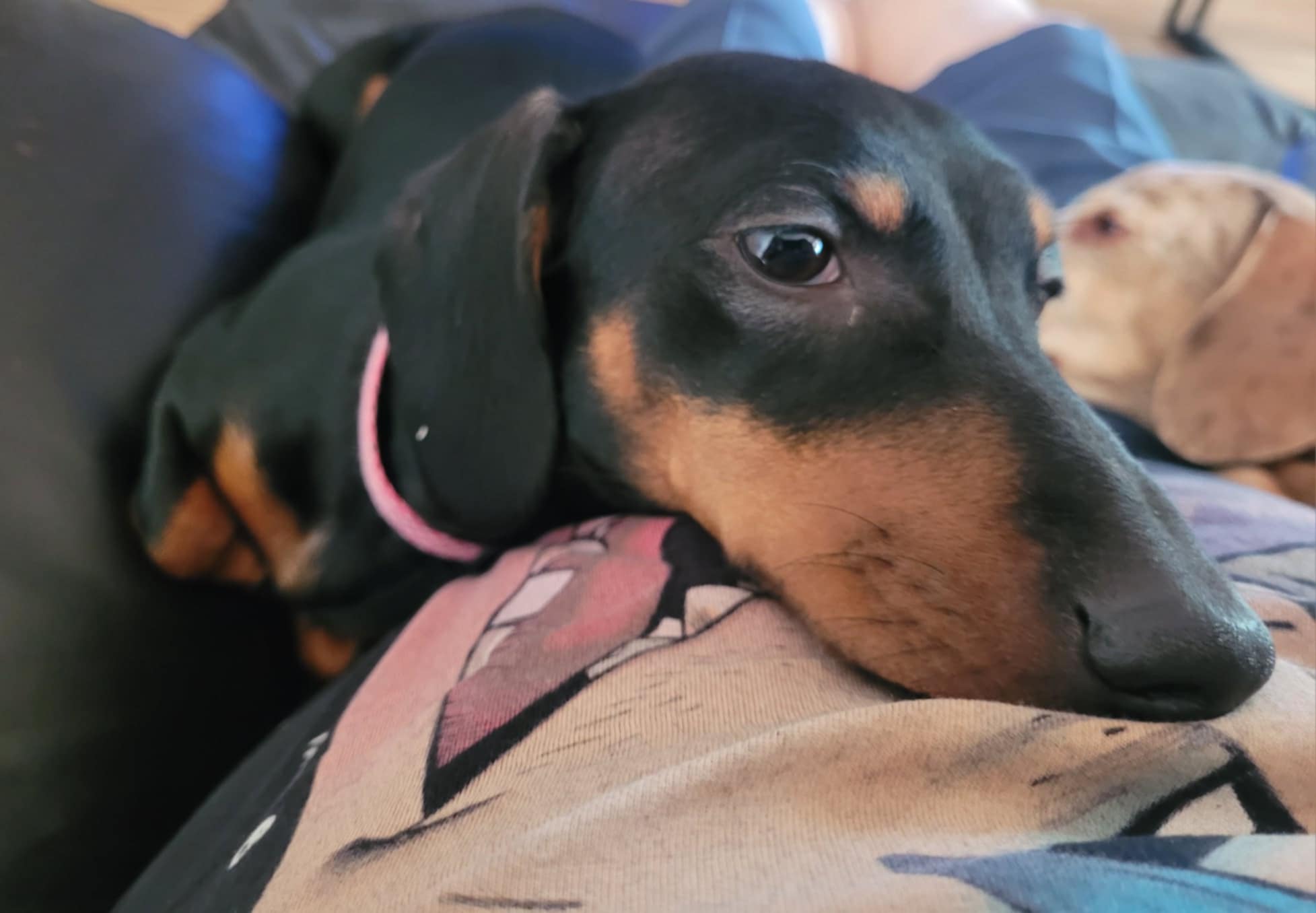 Marcy - 11 month puppy - smooth black and tan Female miniature - DOB - 15/07/24 - 4.8kg ***ON 2 WEEK TRIAL 16/06***