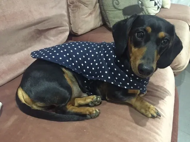 Harvey's Paws