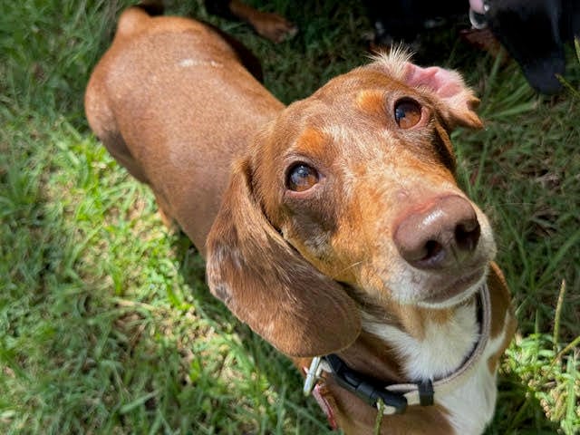 Sarge - 4yrs - Chocolate Dapple Smooth Male - DOB -31/12/20 - 8.5kg ***ON HOLD PENDING ADOPTION***