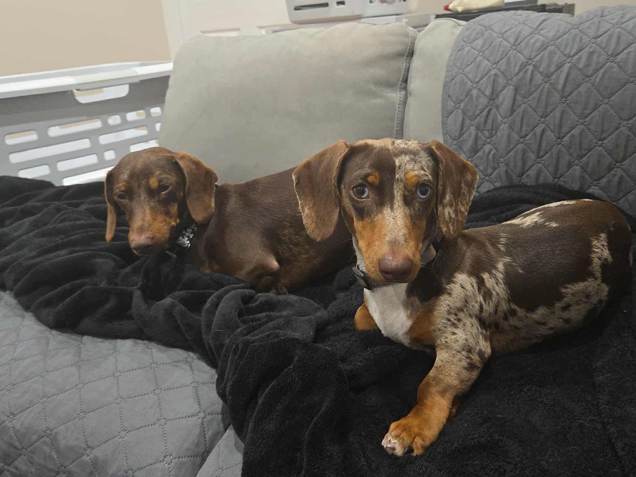 Teddy and Chico - Bonded Pair - Teddy - 8mths - Chocolate and Tan - DOB - 01/11/24 - 5.8kg - Chico - 2yrs 4 mths - Chocolate Dapple - DOB 19/03/23 - 7kg