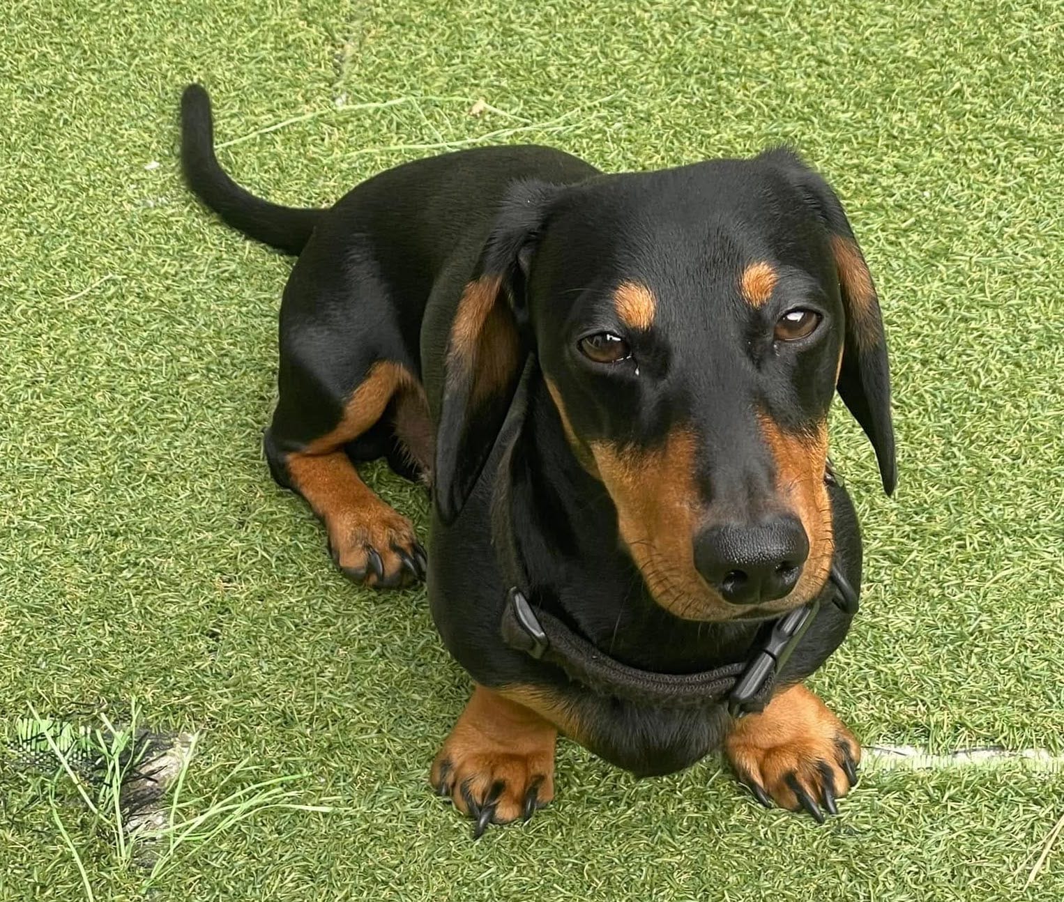 Frankie 3yrs -Black and Tan Mini Smooth Male - DOB - 23/07/22 - 8 kg