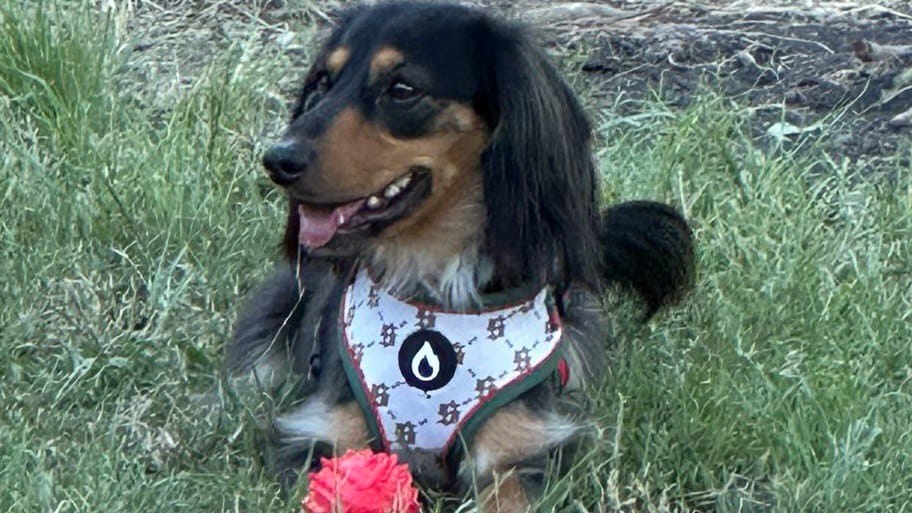 Barry -3 yrs - Chocolate Long Hair Dachshund with a touch King Charles Cavalier - DOB - 06/06/22 - 7.8kg