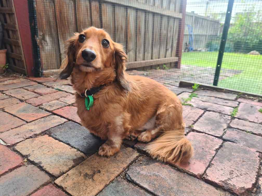 Ramen - Just 5yrs - Long Hair Cream/Red Male - DOB - 27/07/20 - 7.5kg