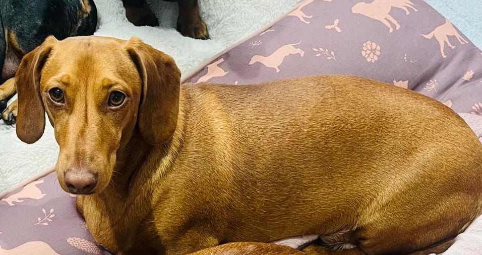 Henry - 1yr 11 mths - Red Smooth - DOB - 31/08/23 - 9.5kg