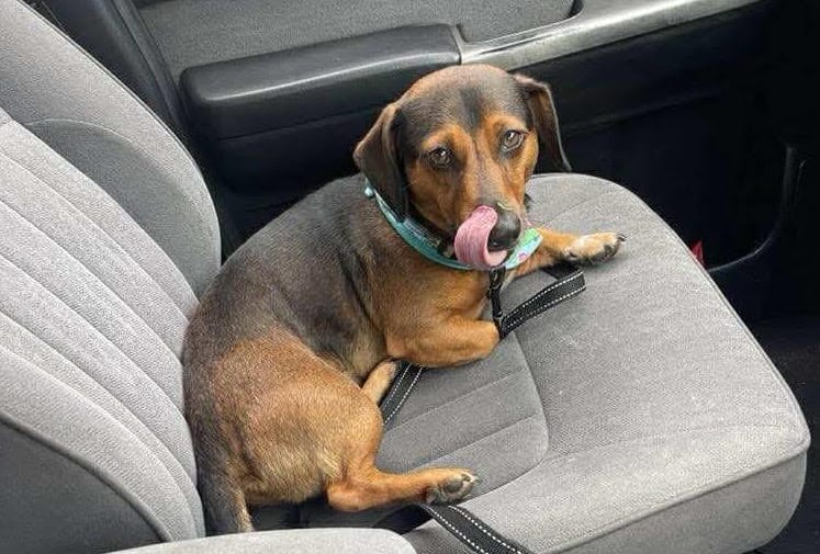 Slink - 3yrs - Dachshund X Jack Russell - DOB - 08/10/21 - 9.5kg