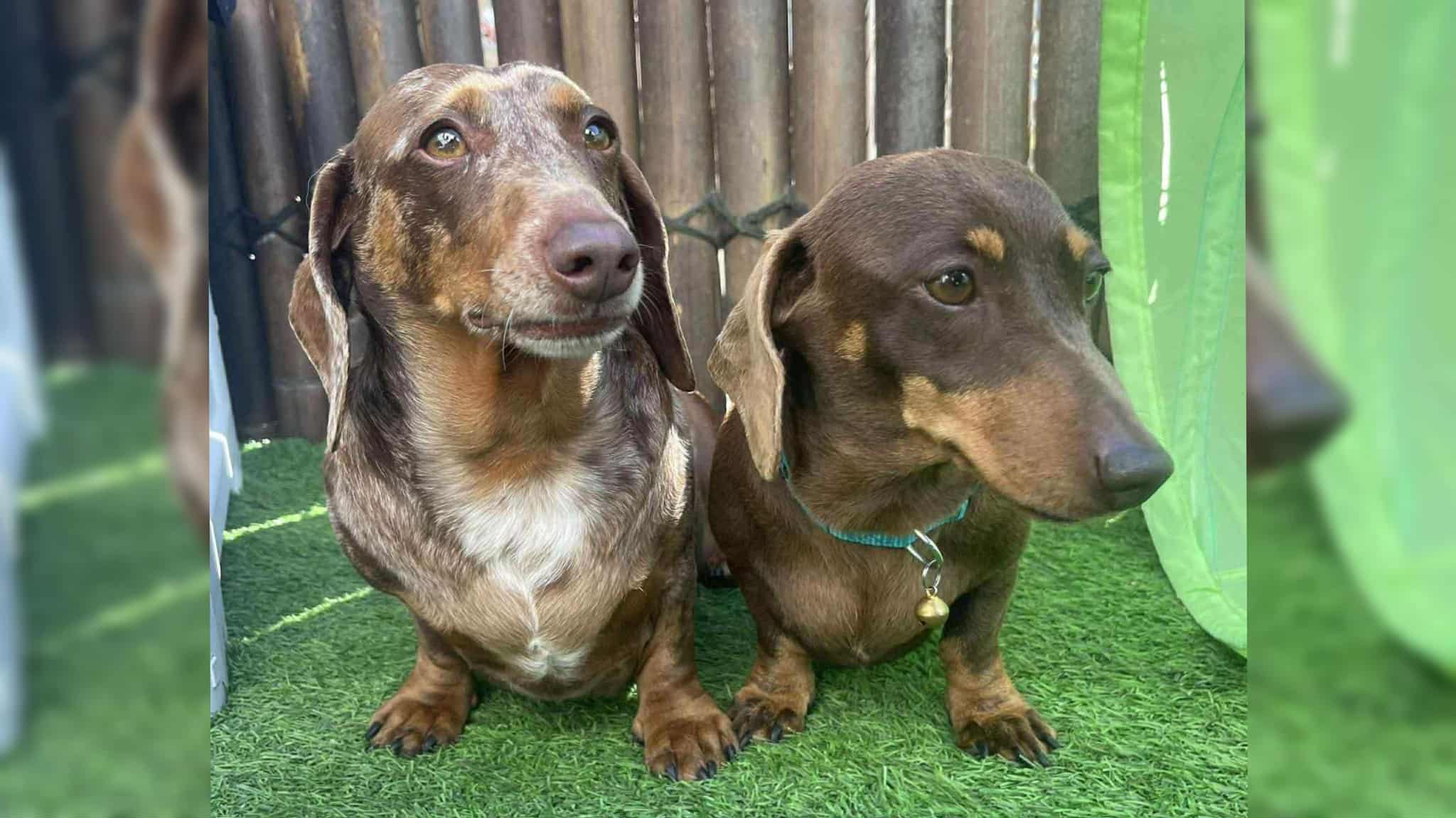 Marley & Truffles - Bonded Girls  Marley - 5yrs - Choc/tan - 8.75kg  Female smooth - Truffles - 6yrs - Choc/Dapple Female - 5.6kg