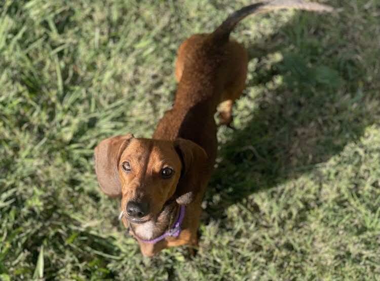 Ziggy (Female) 3yrs - Red Smooth Mini Female - DOB - 20/09/22 - 6kg