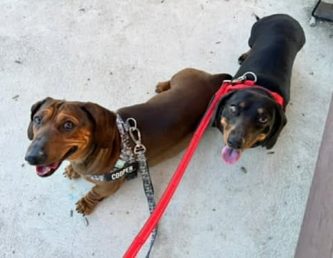 Milo and Lilly - Bonded Pair -Milo - 5yr - shaded red male - DOB: 20/11/2020 - 11kg -Lilly - 3yr 10mth - black & tan - female - DOB: 4/1/2022 - 8 kg