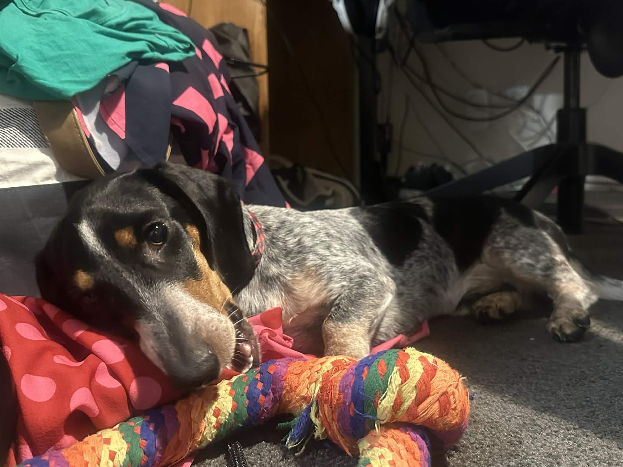 JJ - 10mths - Piebald smooth male - DOB - 21/12/24 - 5.7kg