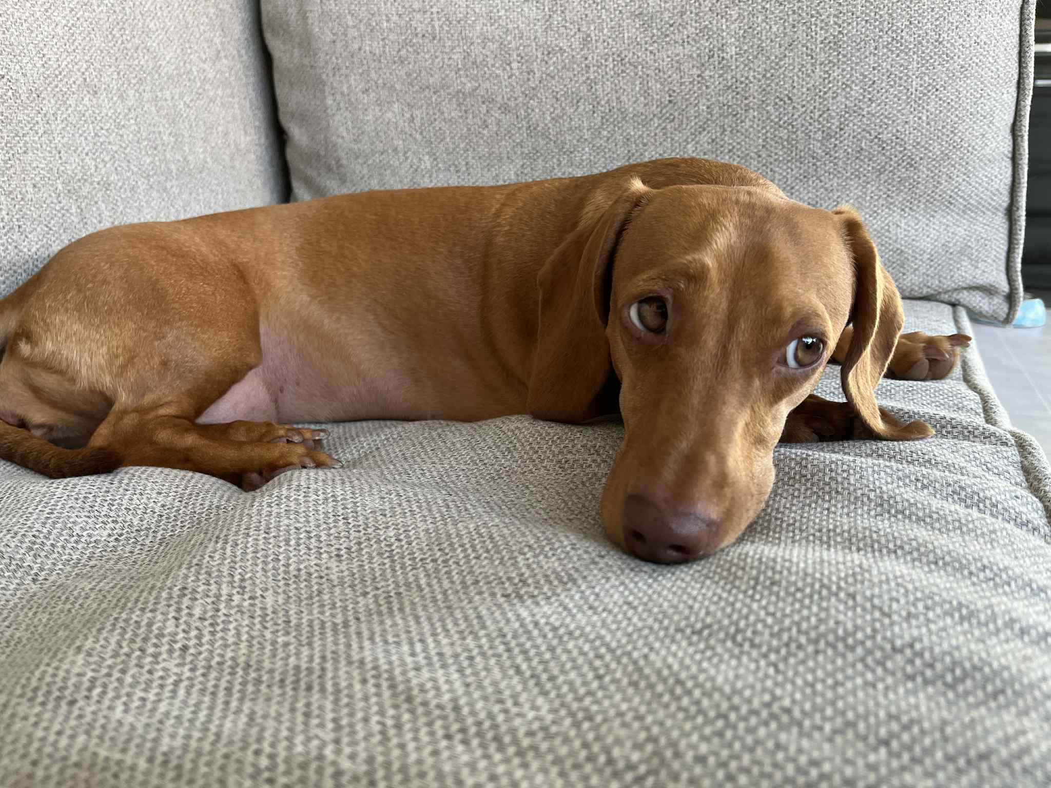 Honey - 4 yrs - Red Mini Smooth Female - DOB 21/01/21 - 7.2kg