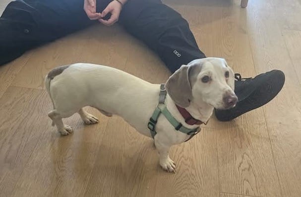 Ghost - 2yrs - Isabella Dilute Piebald Smooth Male - DOB - 05/06/23 - 6.8kg