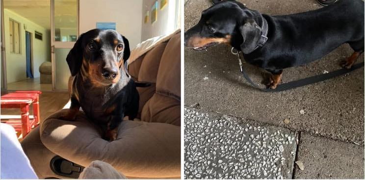 Snoopy - 4yrs - Black and Tan smooth male - DOB - 17/01/21 - 11kg