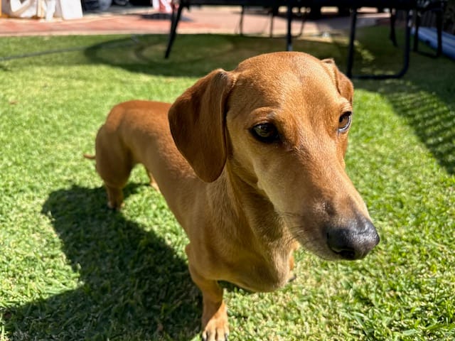 Johnny - 8yrs - Red Smooth Male - DOB 12/04/18 - 8kgs