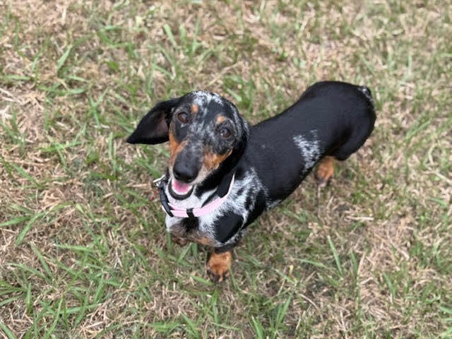 Pepper - 3yrs - Smooth Silver Dapple Female - DOB - 02/05/22  - 5.5kg