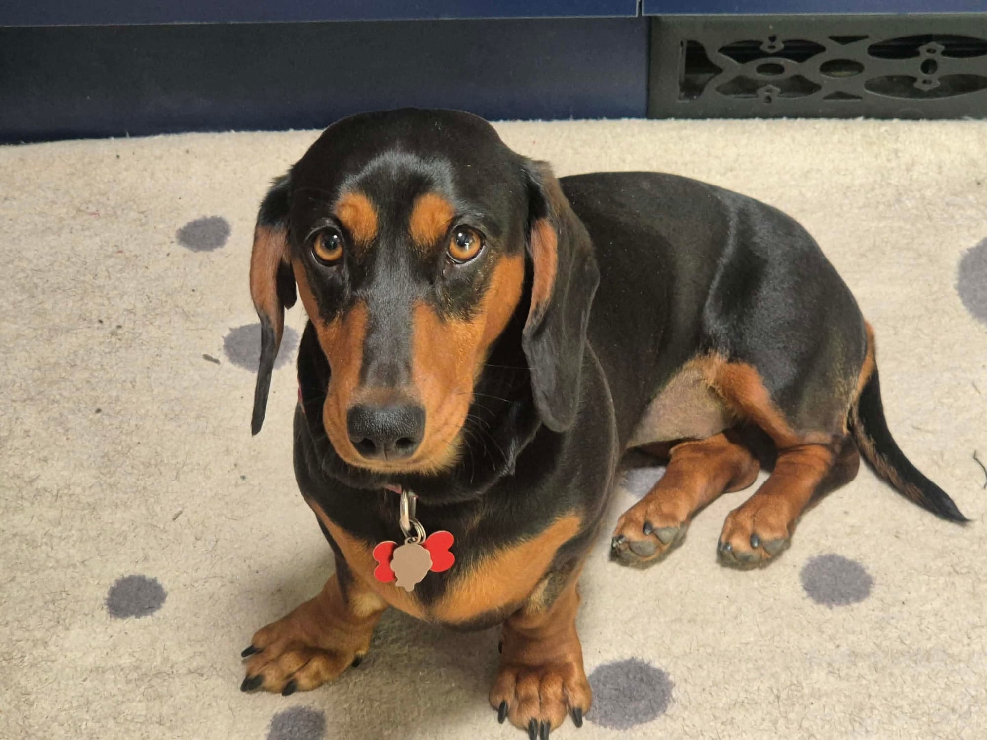 Carina - 2yrs - Smooth Black and Tan Female - DOB - 23/10/23 - 9.3kg **on trial 22/01/26**