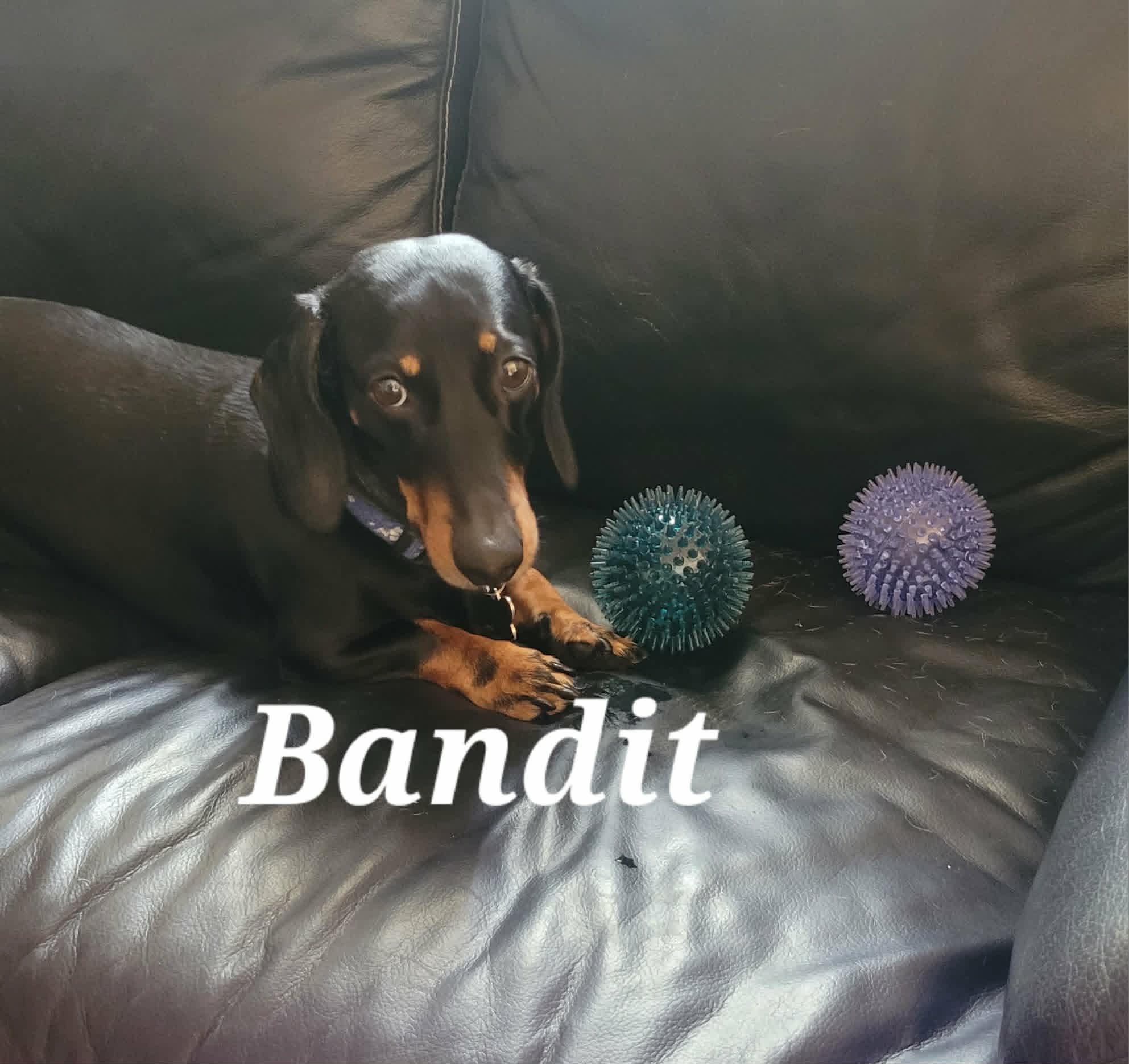 Bandit - 5yrs - black/tan smooth male - DOB - 14/12/20 - 8.5kg