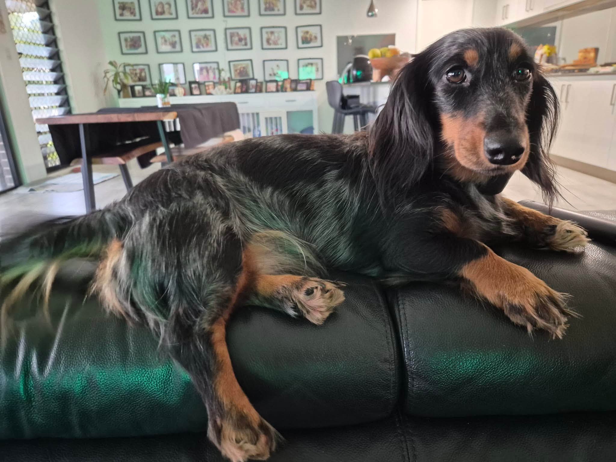 Dolly - Silver Dapple Long Hair Female - 2yrs - DOB - 01/10/23 - 6.8kg