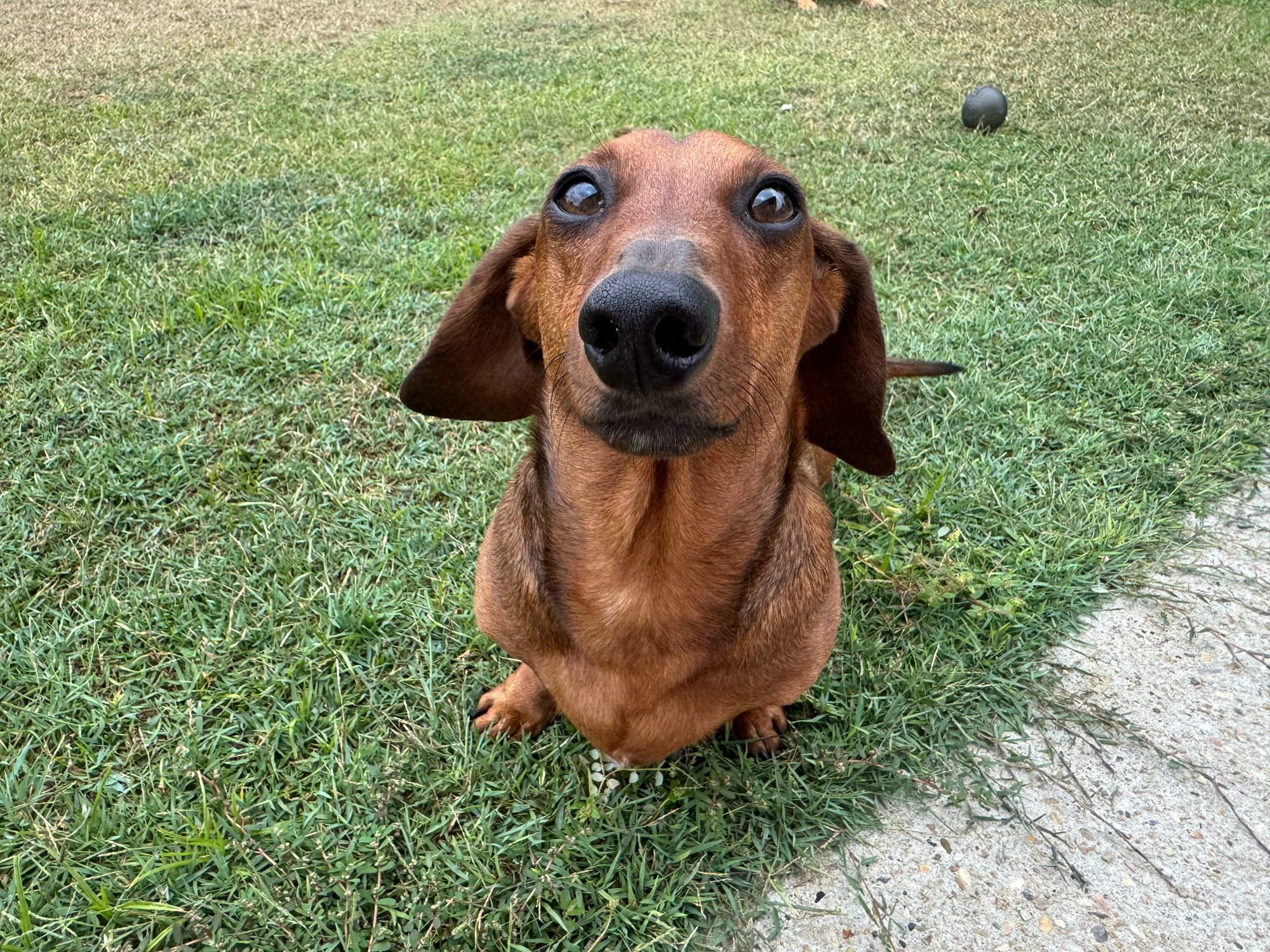 Archie - Almost 6 yrs - red smooth male - DOB - 19/02/20 - 7.4kg