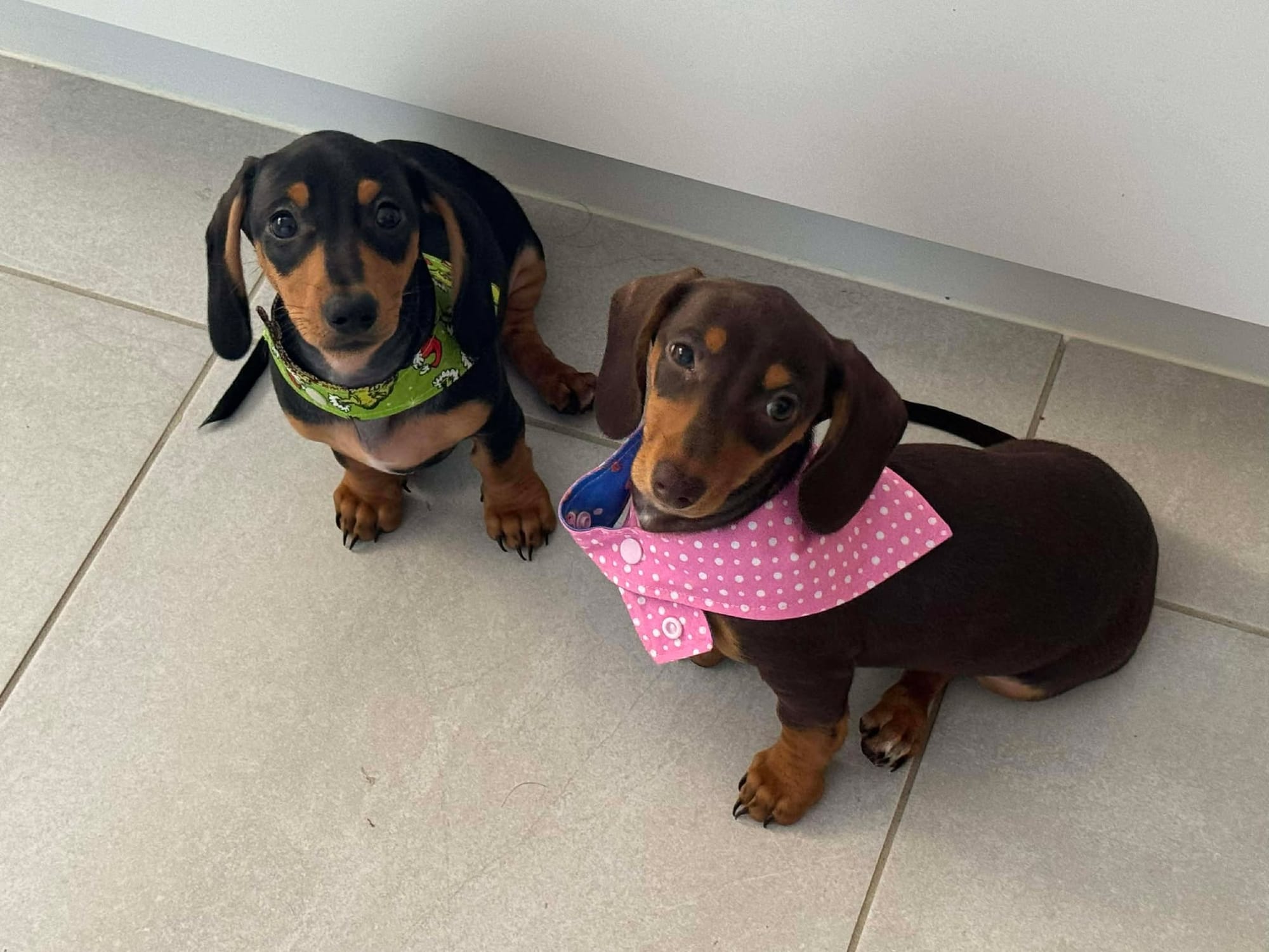 Crumb and Toby Bonded Siblings - 18 mths - Crumb Chocolate/Tan Female - Toby Black/Tan Male - DOB 31/07/24 7kg