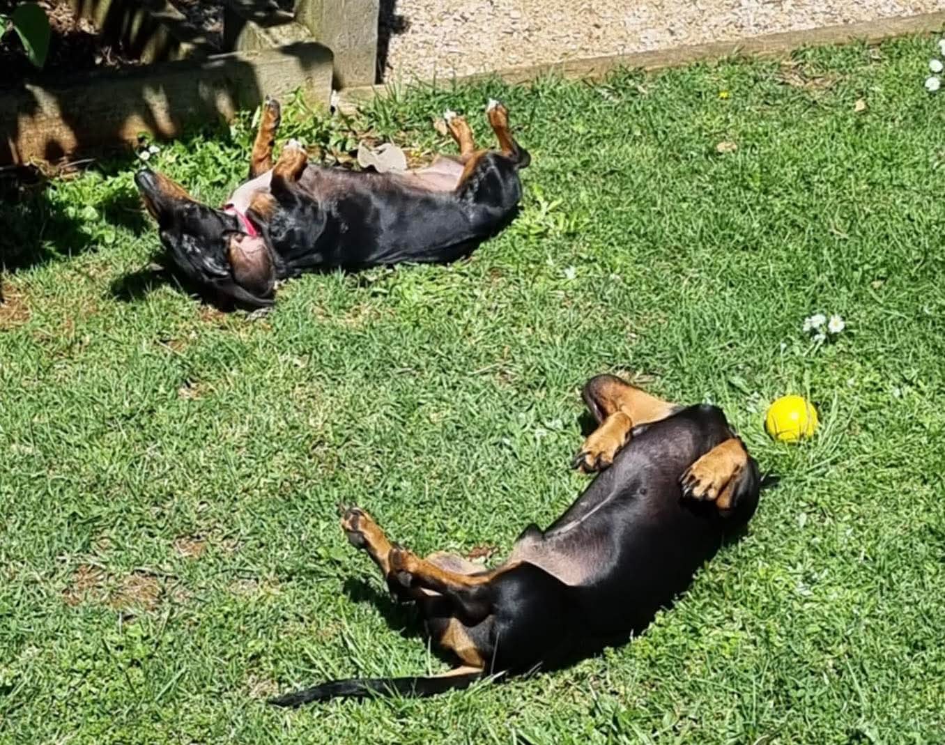 Mama and Frankie Bonded Pair Mama - just 7 - Silver Dapple Female - DOB - 09/01/19 5kg - Frankie 3 yrs Black/Tan Male - DOB 23/07/22  - 8kg