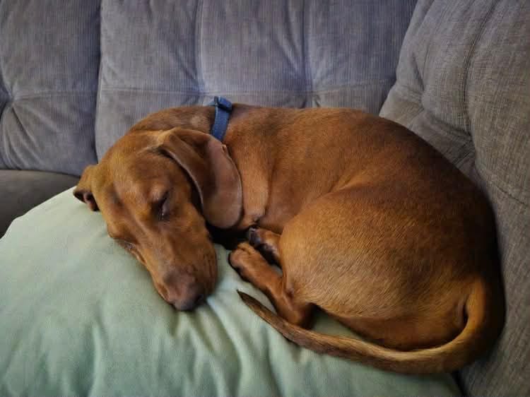 Buddy - 4 yrs - Red Smooth Male - DOB - 12/03/21 - 8kg