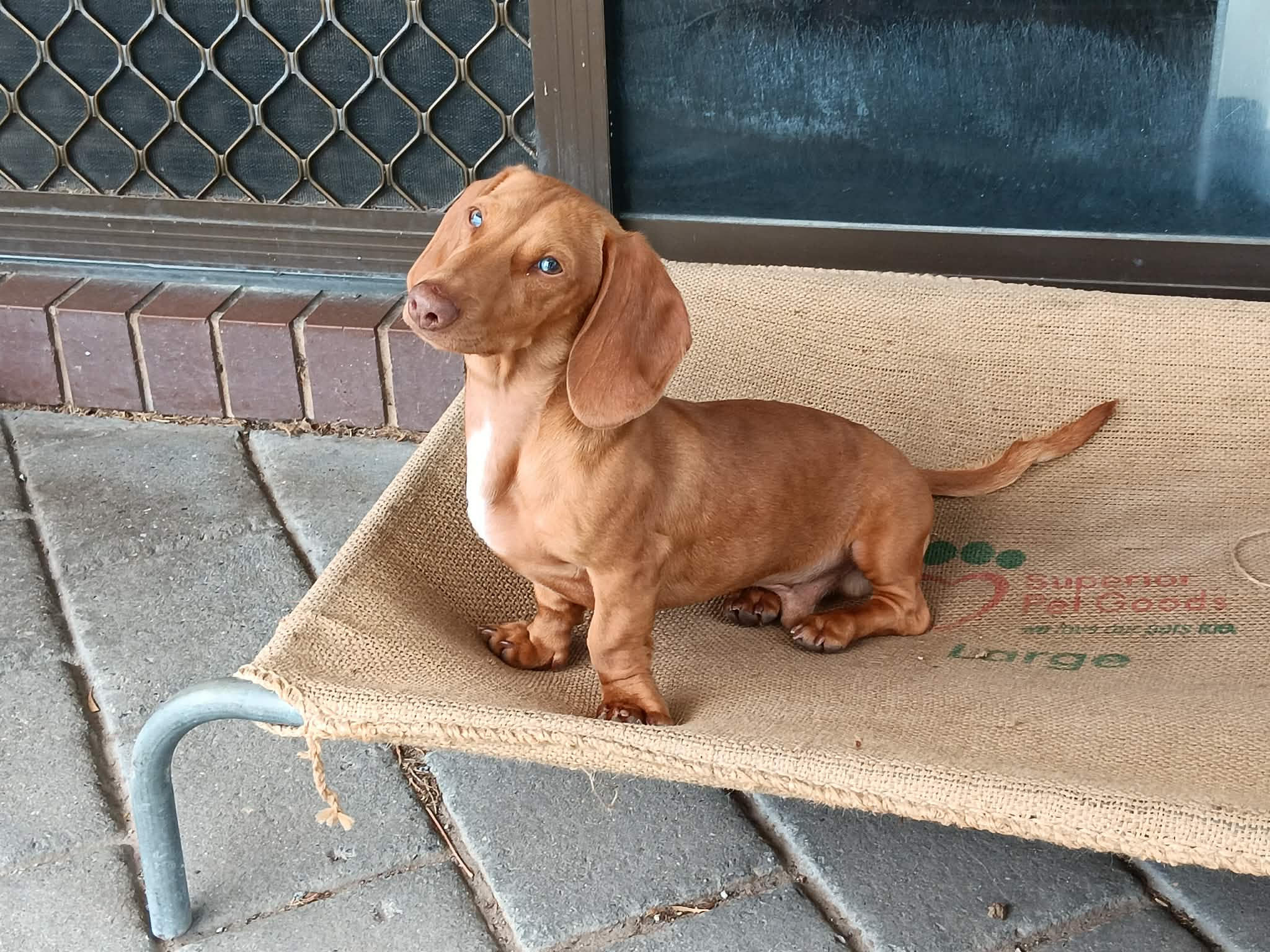 Beau - Puppy 7months - Red Smooth Dapple Male - 01/07/25 - 4.1kg