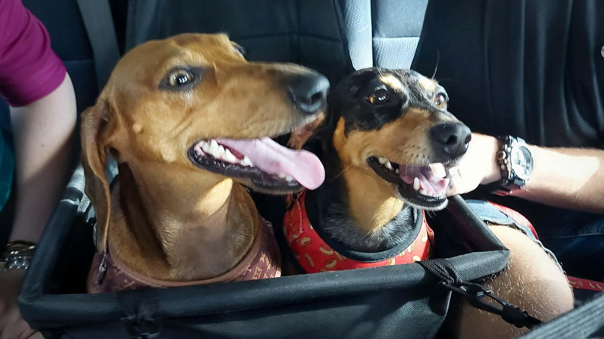 Zoey and Ziggy - Bonded Pair -Ziggy - Just 4 - Red smooth Male - 01/09/22 - Zoey - 3yrs - Black/tan smooth Female -  01/01/22