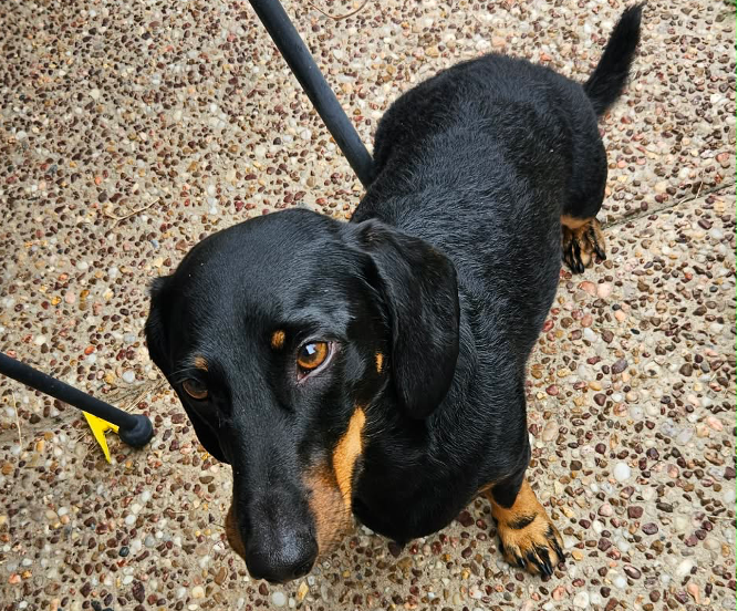 Pablo 2 1/2yrs- Black and Tan Smooth Male - 29/08/23 - 8kg