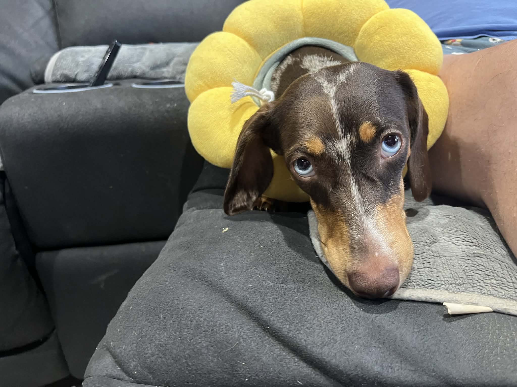 Sophie - 16mths - Chocolate Piebald Smooth Female - DOB 11/10/24 - 10.6kg