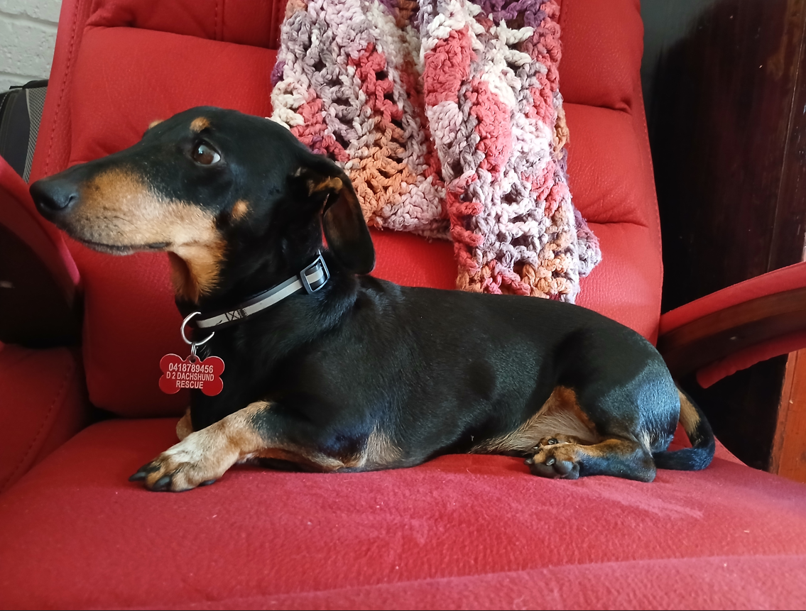 Dudley - 6 1/2 yrs - Black and Tan smooth Male - DOB 01/07/19 - 6.5kg