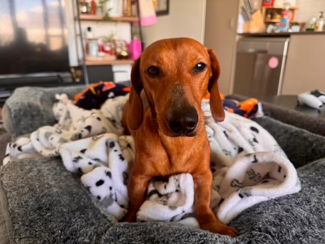 Stuart - 11 mths - Smooth red mini male - DOB 12/04/25 - 6.6kg