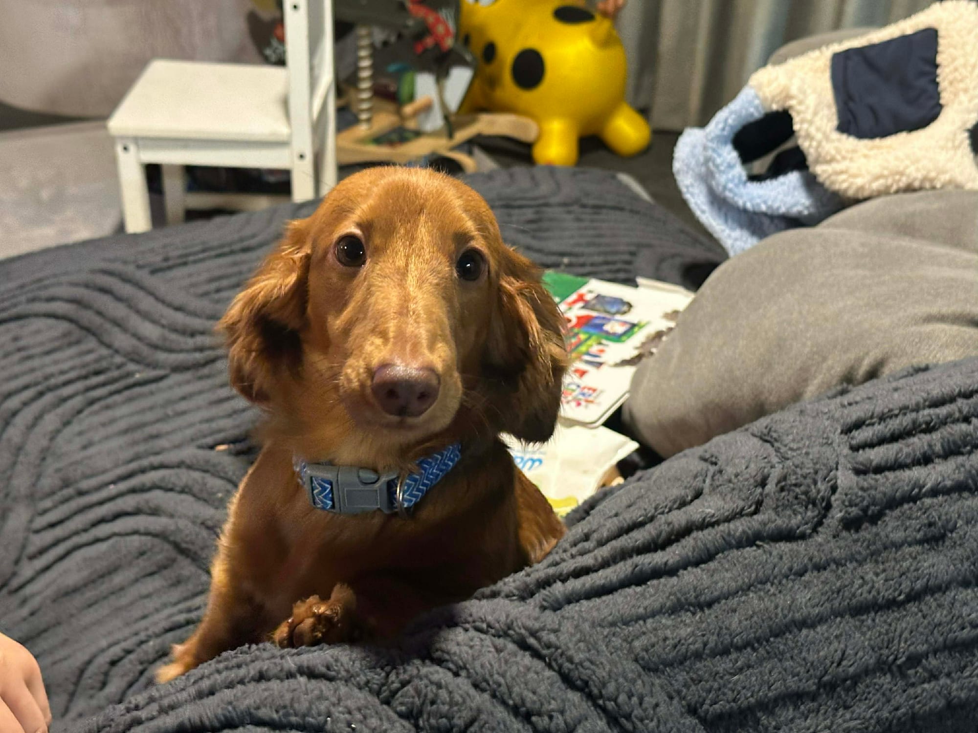 Rookie - Shaded Red Dapple Long Hair Miniature Dachshund – 7 months – 4.5kg - DOB - 20/08/25