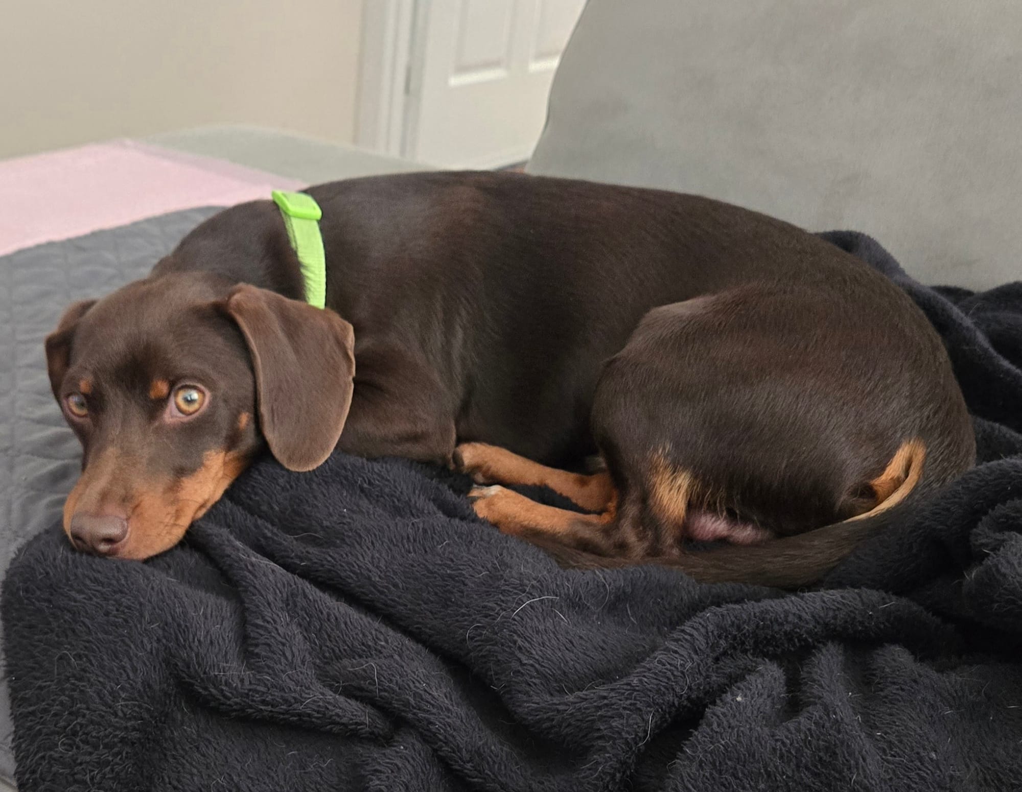 Choco - 10 months - chocolate and tan smooth hair - 28/07/25 - 6.9kg