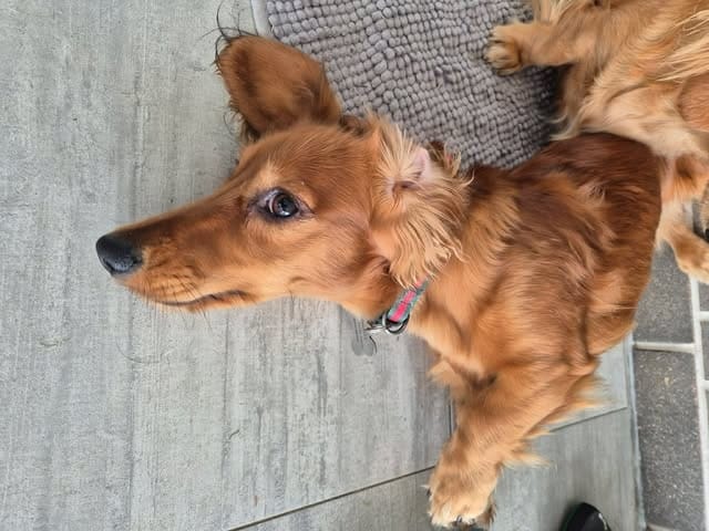 Ronnie - 9 months - Longhair red male - DOB 14/06/25 - 6kg