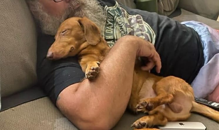 Slinky 4yrs - Red Silky Recessive long Male - DOB 05/02/22 - 4.7kg