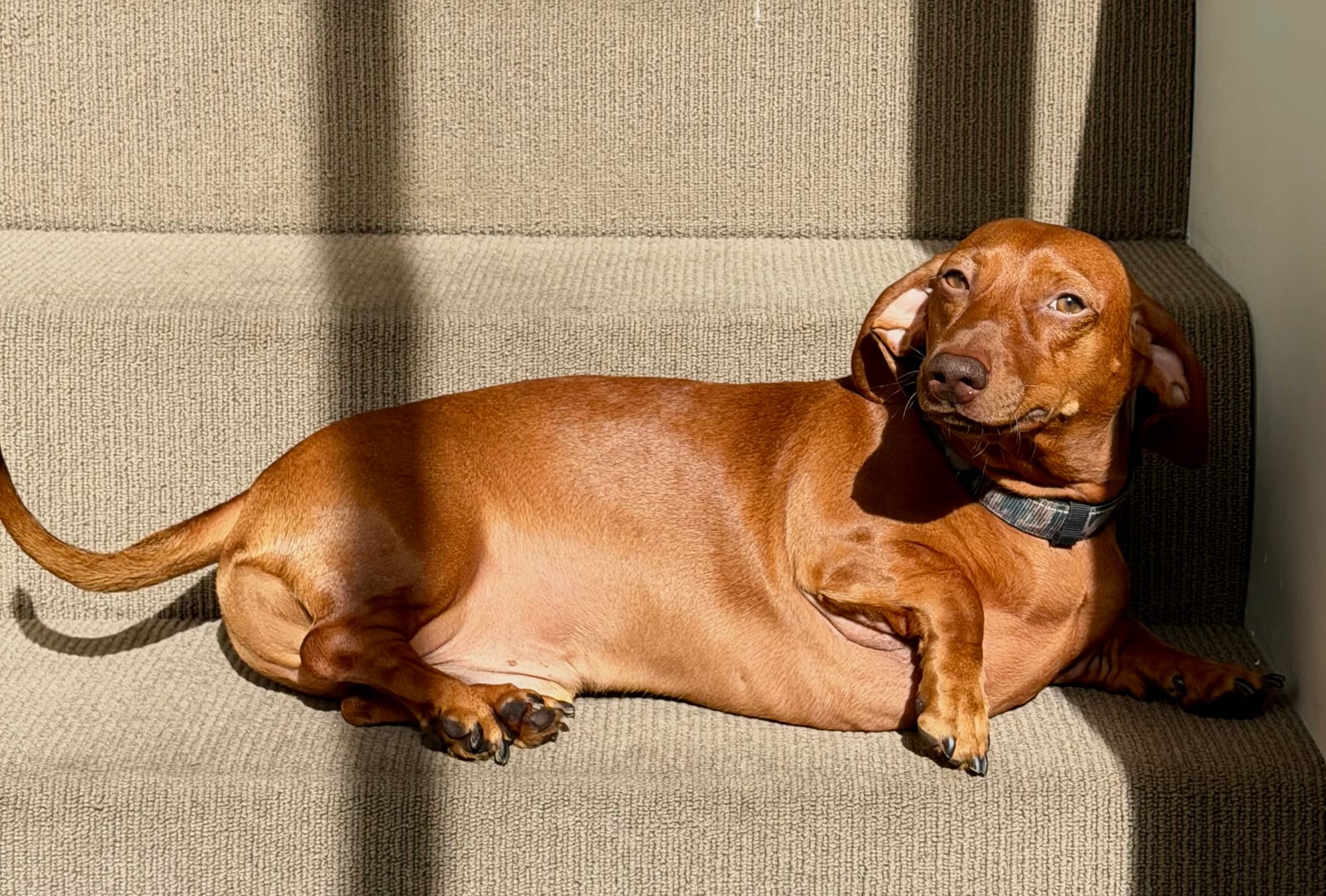 Henry 2 yrs - Red Smooth Male DOB 19/12/23 - 9.5kg