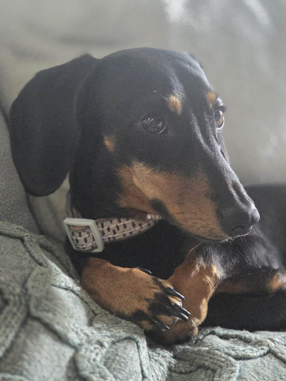 Clyde 3yrs - Black/Tan Sm Male DOB - 09/01/23 - 5kg **ON HOLD**