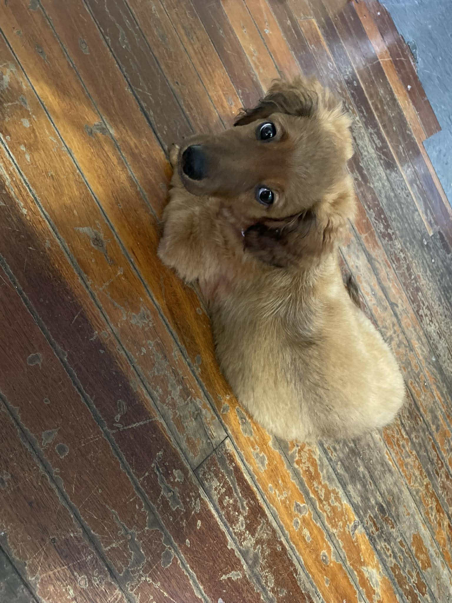 Diago - 4months old - Male - DOB - 14/12/25 - Dachshund x Toy Poodle - 4.9kg