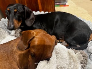 Mr Weenie 7yrs - Black and Tan Smooth - DOB 01/04/19 - 9kg