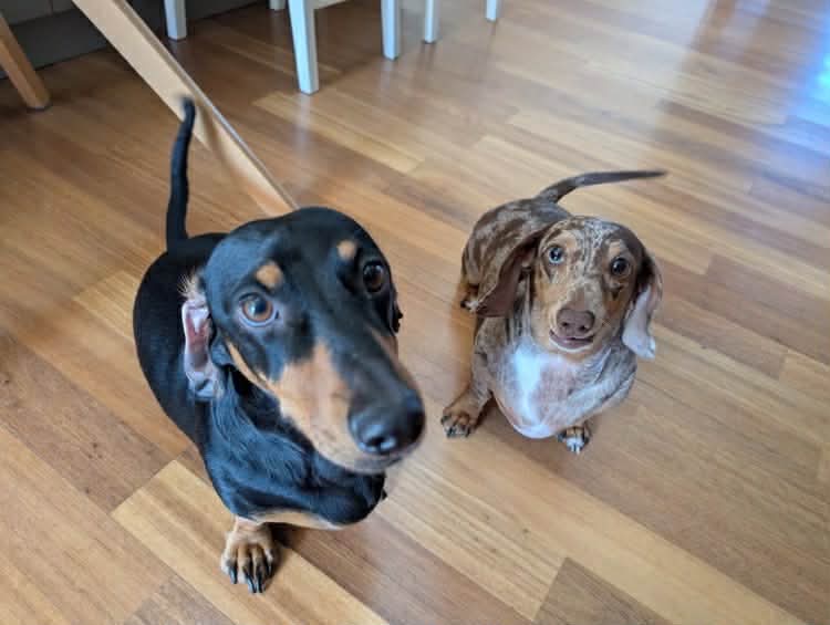 Liberty 2yrs - Choc/Dapple Female - DOB 26/04/23 - 6.kg - Del 2yrs B/Tan Male - DOB 28/10/23 - 9kg