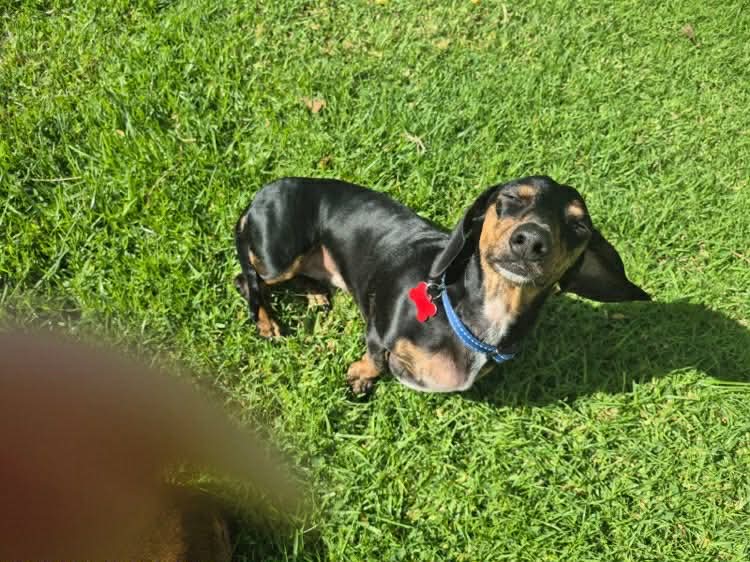 Scarlett (Lala) 4yrs - Black and Tan Smooth Female - DOB 11/06/21 - 6.5kg