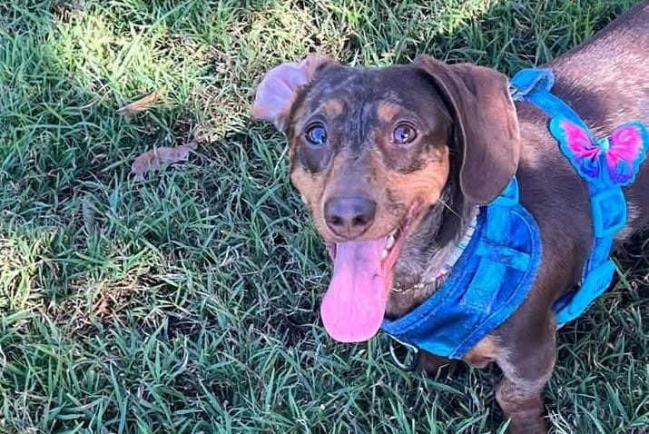 *SNEAK PREVIEW*SABI 4yr 10mth - Chocolate Dapple Smooth - DOB 25/05/21 - 5kg