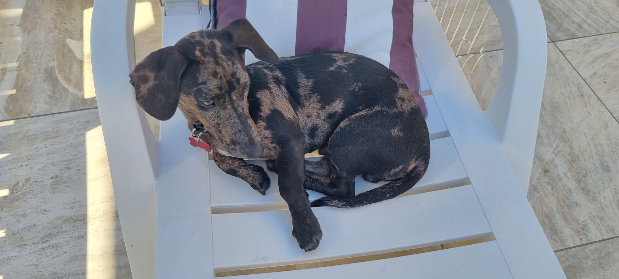 Milo - 7 mths - Smooth Chocolate Merle Dachshund x Catahoula - DOB 10/10/25 - 8kg