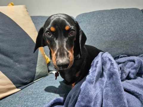 Badger 2 1/2yrs - Black/Tan Sm Male DOB 03/12/23  Small 9.5kg