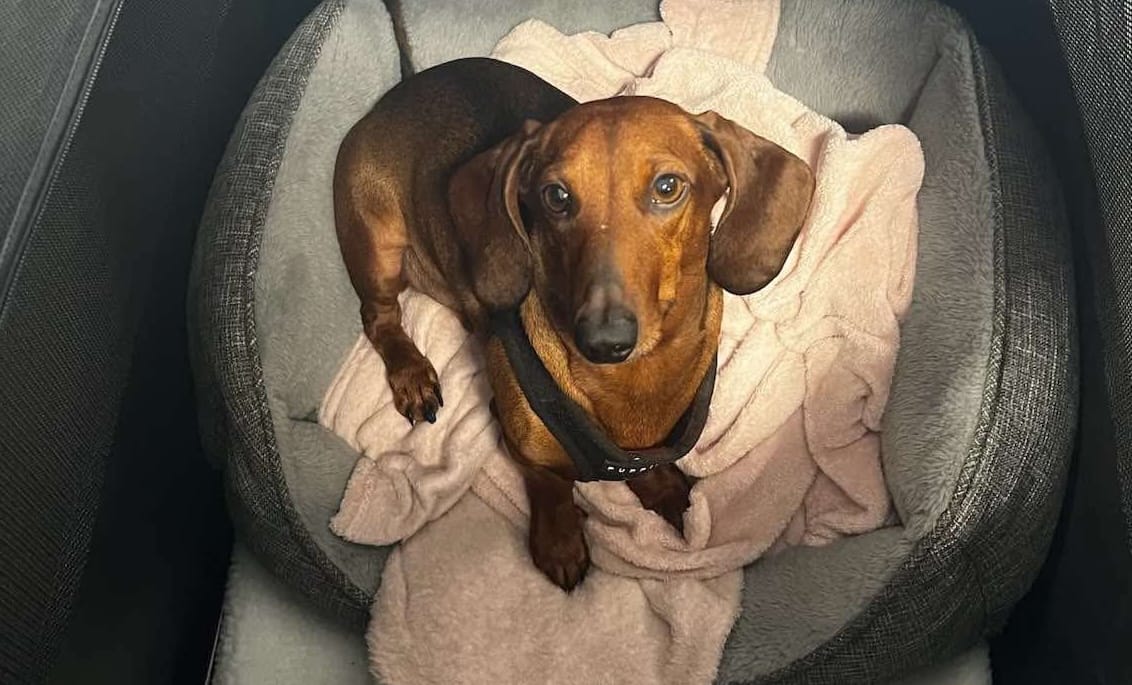 Dwight 5 - Smooth red male - DOB - 13/12/20 - 5.6kg