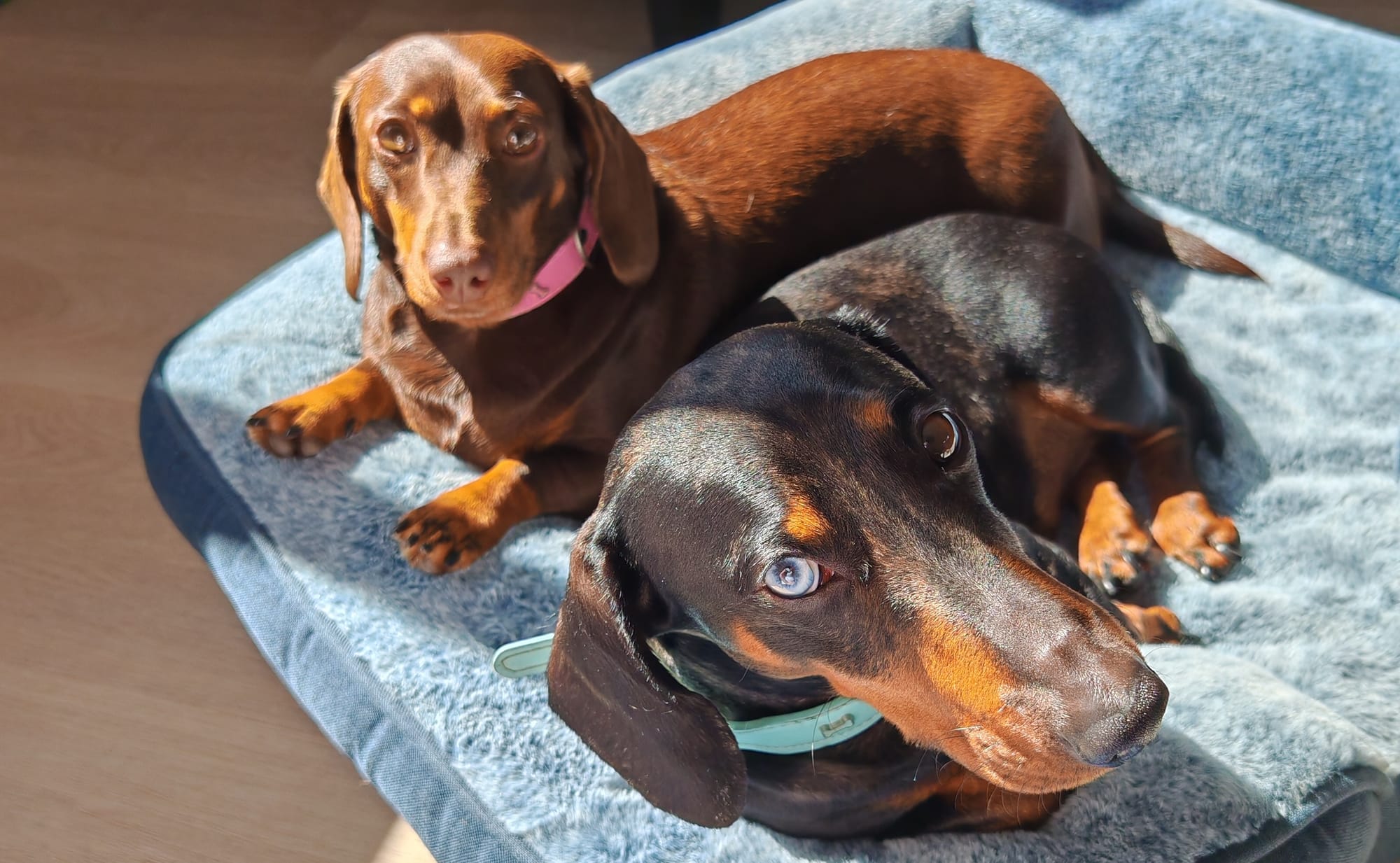 Kaiser Male and Luna Female Bonded Pair both 2 1/2 yrs - Kaiser Silver Dapple - DOB 19/11/23 Luna Choc/Tan - DOB 03/11/23